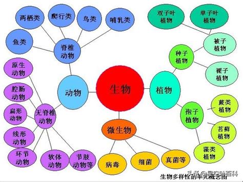 界門綱目科屬種口訣|生物分類の階級